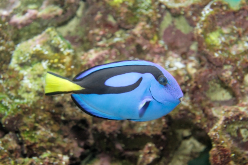 Paracanthurus hepatus (Palette surgeonfish), Aquarium.jpg - Paracanthurus hepatus (Palette surgeonfish)